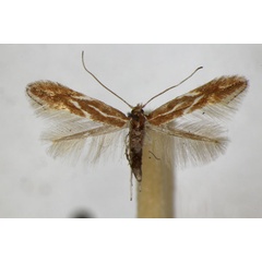 /filer/webapps/moths_gc/media/images/C/corylifoliella_betulae_Phyllonorycter_A_ZSM.jpg