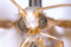 Epicephala zalosticha