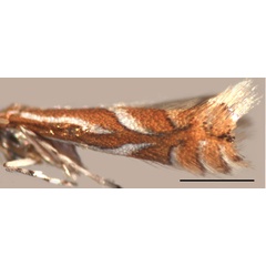 /filer/webapps/moths_gc/media/images/R/ringoniella_Phyllonorycter_A_Kirichenko-et-al_2019_14.jpg