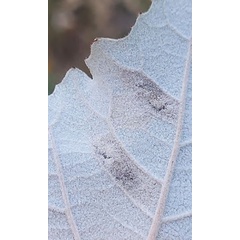 /filer/webapps/moths_gc/media/images/C/comparella_Phyllonorycter_mine2_Bengtsson_2025_30.jpg