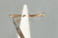 Acrocercops leucomochla