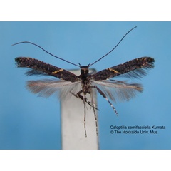 /filer/webapps/moths_gc/media/images/S/semifasciella_Caloptilia_HT_EIHU.jpg