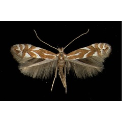 /filer/webapps/moths_gc/media/images/S/spinicolella_Phyllonorycter_A_Innsbruck31011970_MHNG.jpg