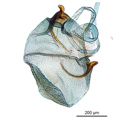 /filer/webapps/moths_gc/media/images/P/panconita_Murwillumba_PT_GF_A100_corpus-bursae_De-Prins-et-al_2026_300.jpg