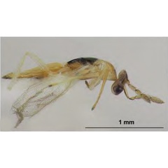 /filer/webapps/moths_gc/media/images/I/issikii_Phyllonorycter_Cirrospilus_ussuriensis2_Kosheleva_et_al._2022_8.jpg