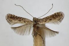 Parornix carpinella