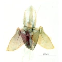 /filer/webapps/moths_gc/media/images/E/eumetalla_Polysoma_GM_Grc5682_ANIC.jpg