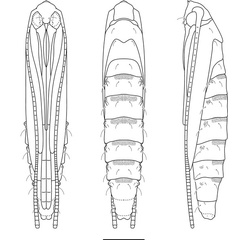 /filer/webapps/moths_gc/media/images/A/ambrosiavora_Atacamaptilia_pupa2_Espinoza-Donoso-etal_2022_414.jpg