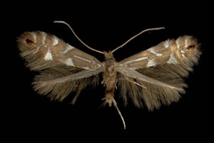 Phyllonorycter strigulatella