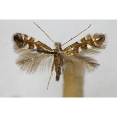 /filer/webapps/moths_gc/media/images/L/lantanella_Phyllonorycter_A_ZSM.jpg