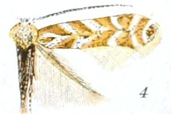 Phyllonorycter tremuloidiella