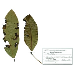 /filer/webapps/moths_gc/media/images/C/cairna_Diphtheroptila_HT_host-plant_NULT025275_ANIC.jpg