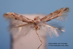 Phyllonorycter ulmi