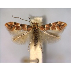 /filer/webapps/moths_gc/media/images/T/trifasciella_Phyllonorycter_A_EIHU.jpg