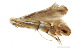 Phyllonorycter caraganella