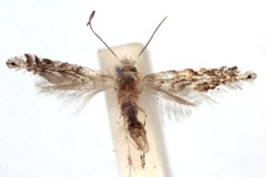 Phyllonorycter aceripestis