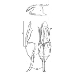 /filer/webapps/moths_gc/media/images/S/succedanea_Philodoria_GM_Kobayashi-et-al_2018_124.jpg