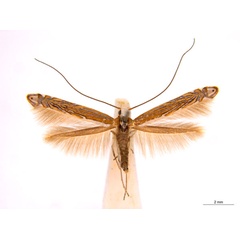 /filer/webapps/moths_gc/media/images/H/heteropsis_Pogonocephala_AF_NULT023213_ANIC.jpg
