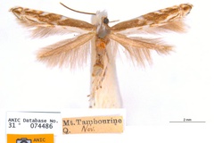 Epicephala trigonophora