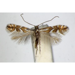 /filer/webapps/moths_gc/media/images/D/deschkai_Phyllonorycter_PT_ZSM_3.jpg