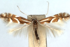 Phyllonorycter monspessulanella