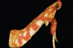 Caloptilia ceryneia