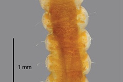 Sabulopteryx botanica