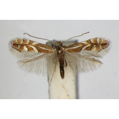 /filer/webapps/moths_gc/media/images/O/oxyacanthae_Phyllonorycter_A_ZSM.jpg