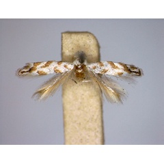 /filer/webapps/moths_gc/media/images/P/petrazzaniella_Phyllonorycter_A_EIHU.jpg