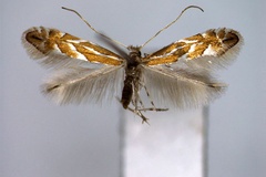 Phyllonorycter ringoniella
