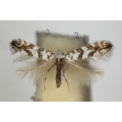 /filer/webapps/moths_gc/media/images/A/acerifoliella_sylvella_Phyllonorycter_A_ZSM_2.jpg