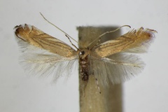 Phyllonorycter parisiella