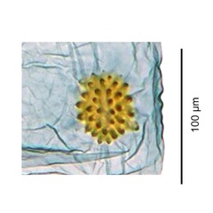 /filer/webapps/moths_gc/media/images/E/eumetalla_Polysoma_signum_De-Prins-etal_2025_248.jpg