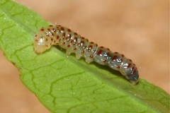 Ectropina spirostachydis