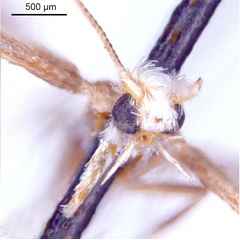 /filer/webapps/moths_gc/media/images/Z/zalosticha_Epicephala_PLT3_head1_ANIC.jpg