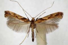 Caloptilia hemidactylella