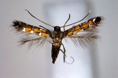 Porphyrosela dorinda