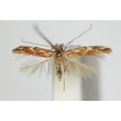 /filer/webapps/moths_gc/media/images/B/brunnea_Phyllonorycter_A_ZSM.jpg