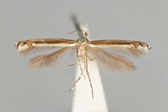 Acrocercops fluorescens