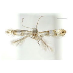 /filer/webapps/moths_gc/media/images/J/jezoniella_Phyllonorycter_A_Kim-etal_2024_400.jpg