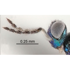 /filer/webapps/moths_gc/media/images/B/berberidella_Phyllonorycter_parasitoid8_Nunes-etal_2026_146.jpg