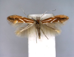 /filer/webapps/moths_gc/media/images/S/salictella_Phyllonorycter_A_EIHU_2.jpg