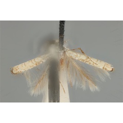 /filer/webapps/moths_gc/media/images/D/didymosticha_Cuphodes_PLT_ANIC31-087190_dorsal.jpg