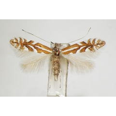 /filer/webapps/moths_gc/media/images/C/cerasinella_Phyllonorycter_A_ZSM_4.jpg