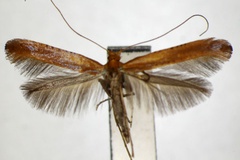Caloptilia alni