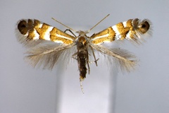 Phyllonorycter ginnalae