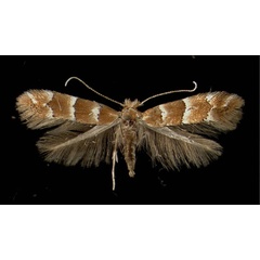 /filer/webapps/moths_gc/media/images/T/tristrigella_Phyllonorycter_A_Innsbruck07061950_MHNG.jpg