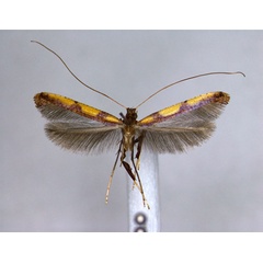 /filer/webapps/moths_gc/media/images/A/acinata_Caloptilia_A_EIHU.jpg