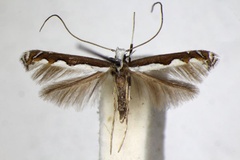 Dialectica scalariella