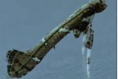 Caloptilia triadicae